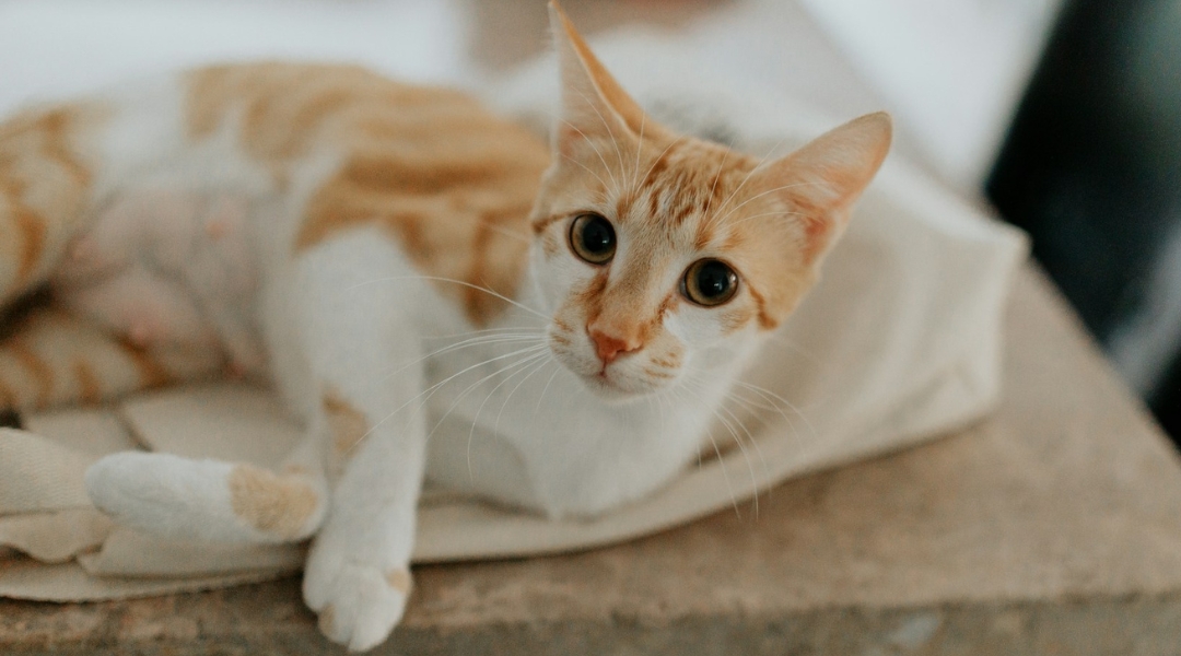 cat lying on a blanket