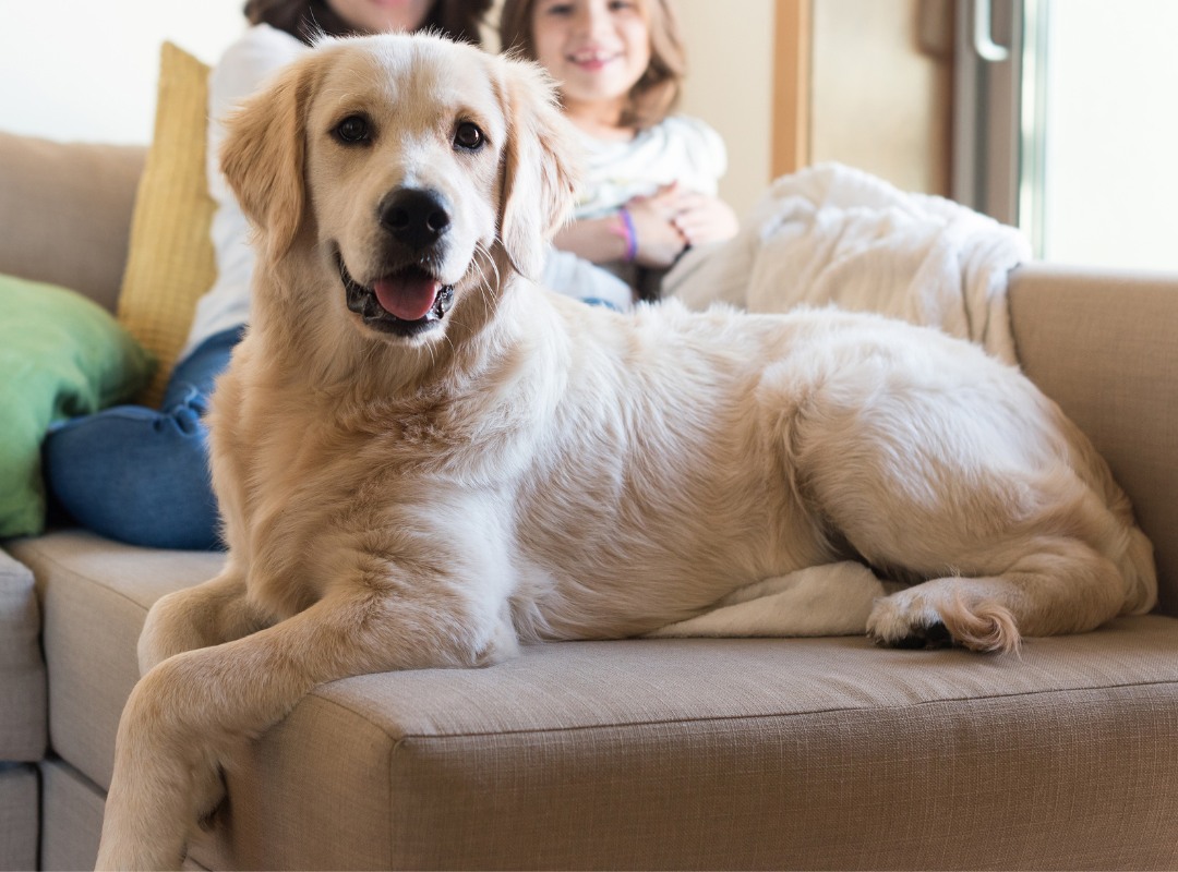 A dog lying on a couch