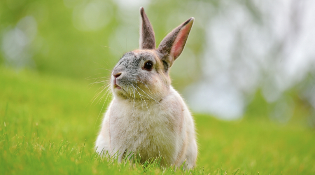 rabbit sitting on grass