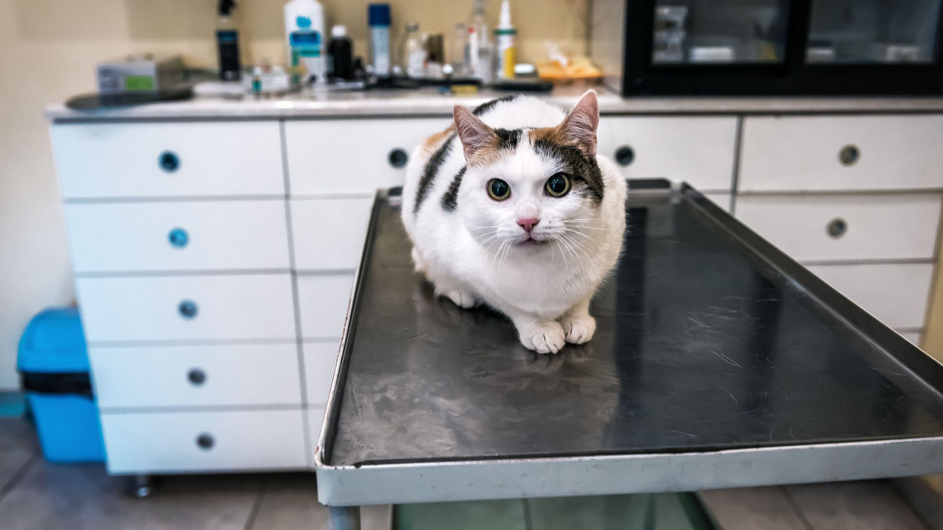 Pet Anaesthesia In Churchdown, Gloucester, GL3 2HE | The Brambles Vet