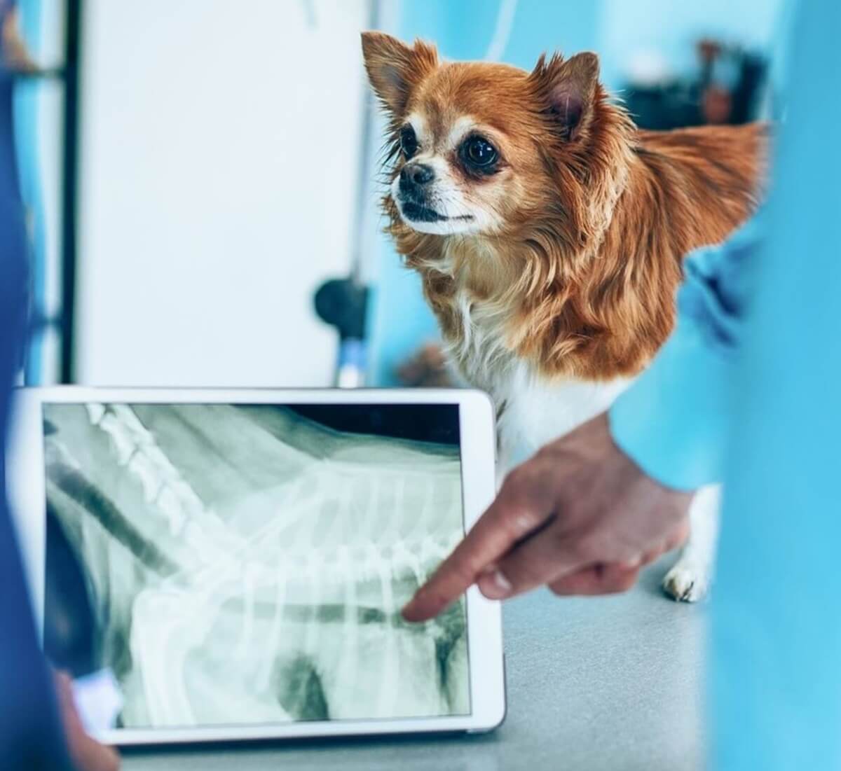 a dog focused on an x-ray on a tablet