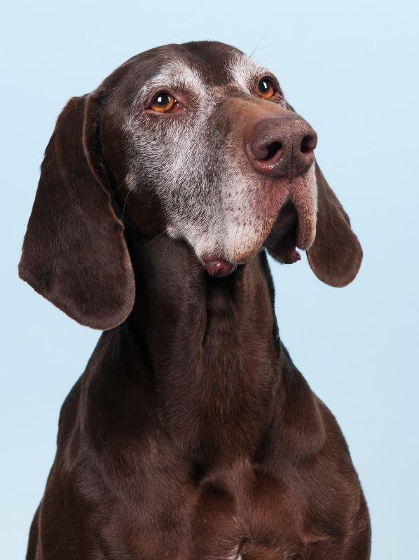 a senior dog looking at the camera