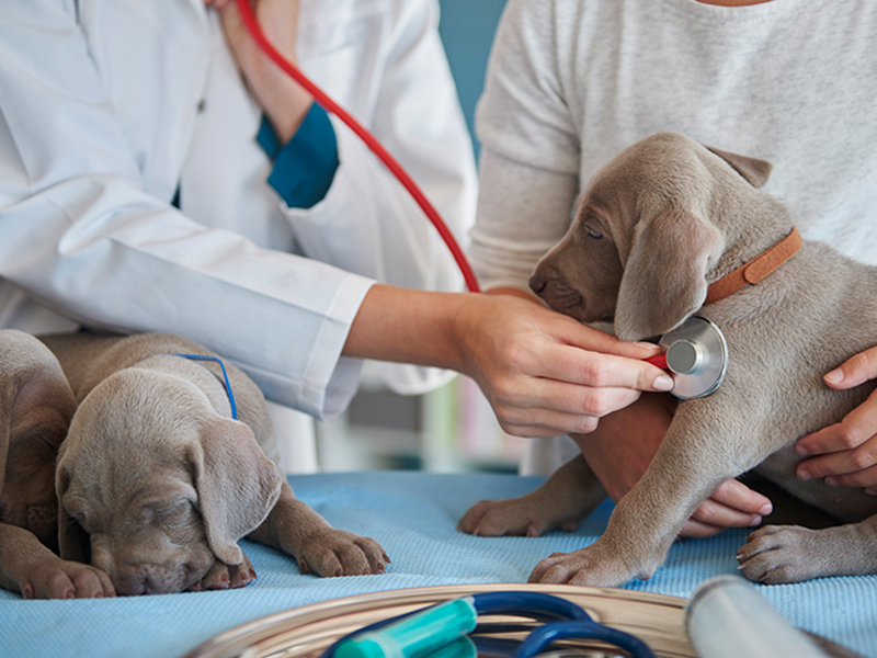 a vet using a stethoscope to examine a gray puppy held by a person