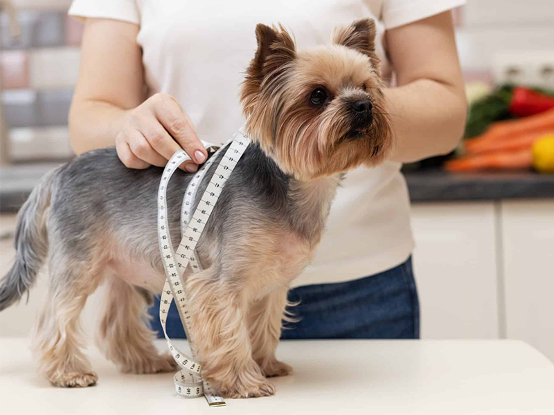 person measuring height of tiny dog with tape measure