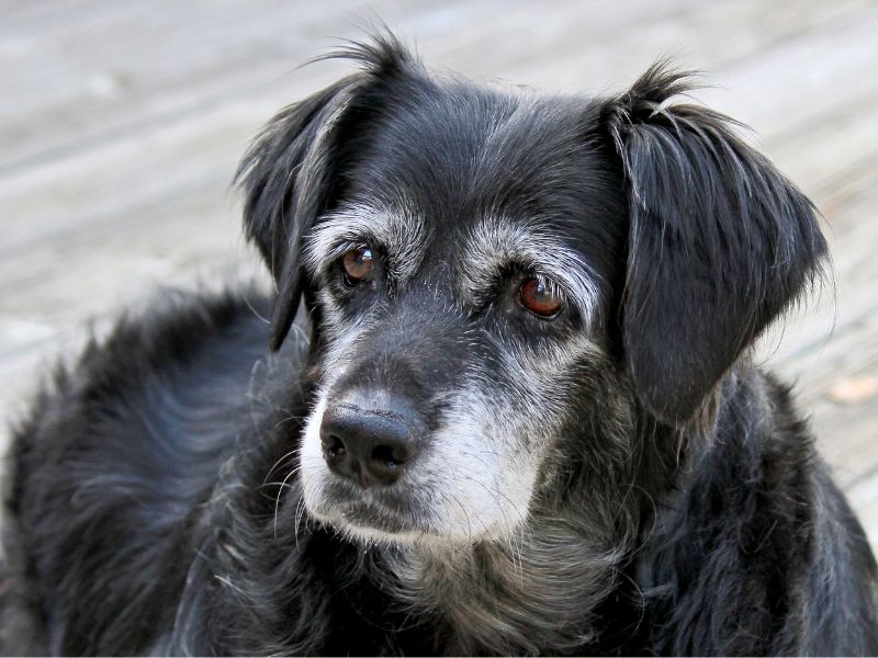 senior dog laying down