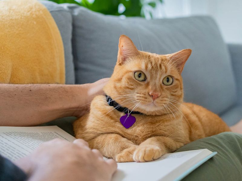 A ginger cat with a purple heart tag being petted by a person reading a book