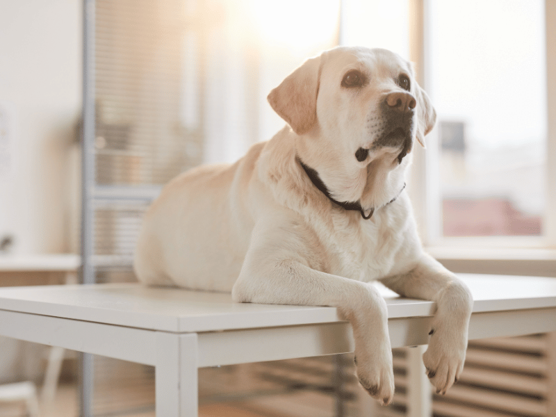 dog sitting in table