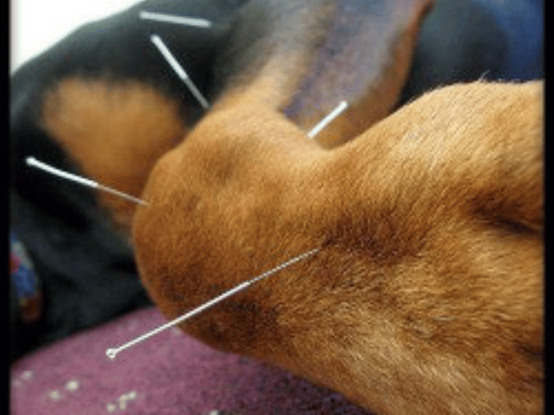 acupuncture on dog foot