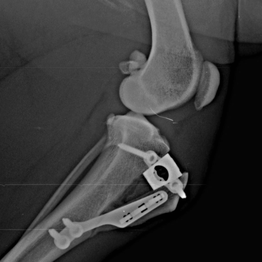 x-ray of pet 